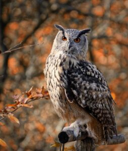 bird, owl, feathers-4461236.jpg